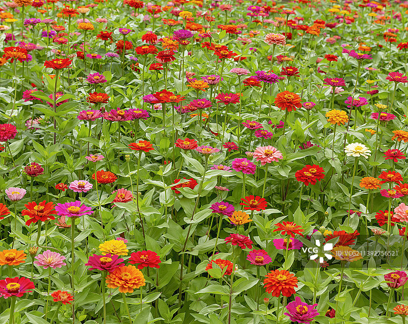 宁夏银川佃农河畔---百日菊图片素材