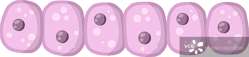 人体有机细胞图片素材