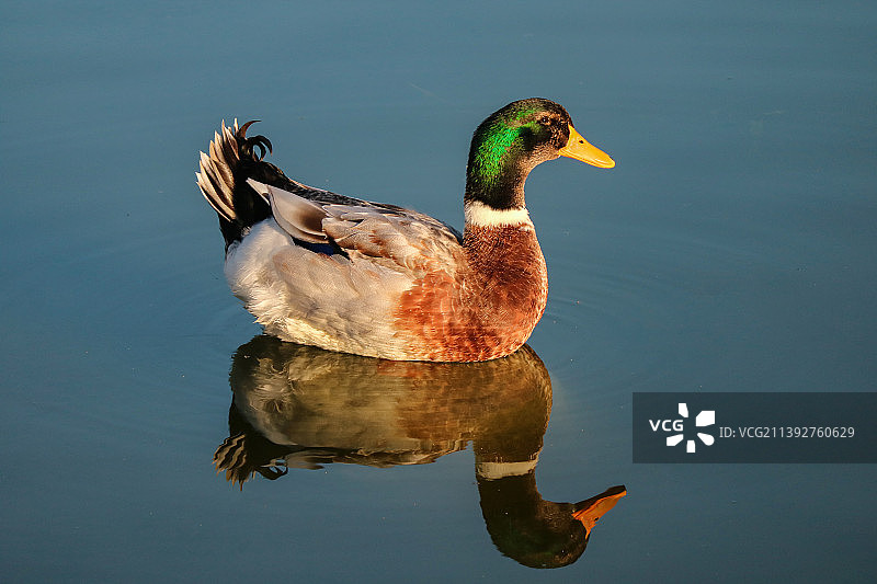 绿头鸭图片素材