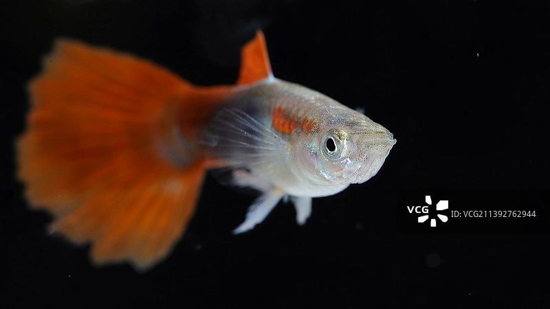 孔雀鱼图片素材