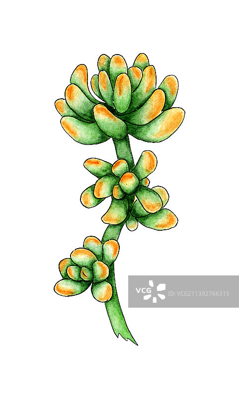 黄绿色多肉植物水彩图片素材