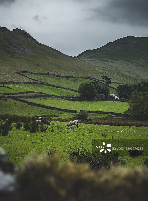 英格兰湖区田园风光牧场放牧牛羊图片素材