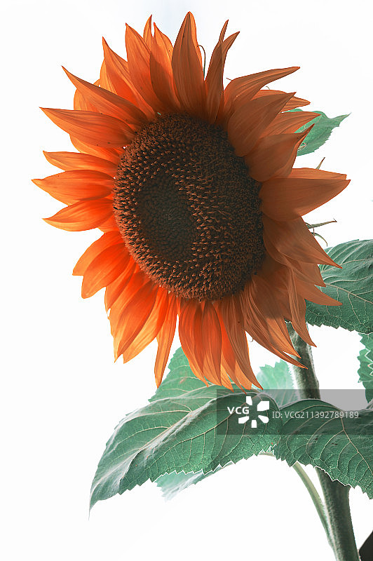 向日葵对着天空的特写图片素材