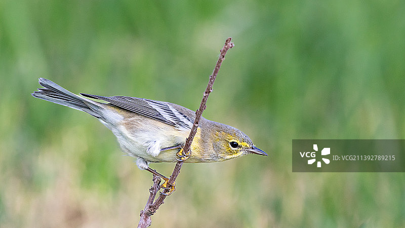 苇莺栖息在植物上的特写，美国佛罗里达州棕榈港图片素材