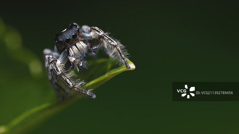 美国纽约州梅德福树叶上的蜘蛛特写图片素材