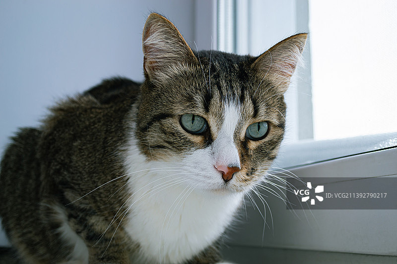 可爱的老家猫坐在窗边的照片，俄罗斯图片素材