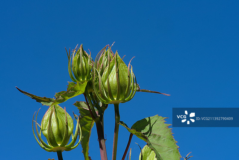 法国蒙托邦卡普，晴朗蓝天下开花植物的低角度视图图片素材