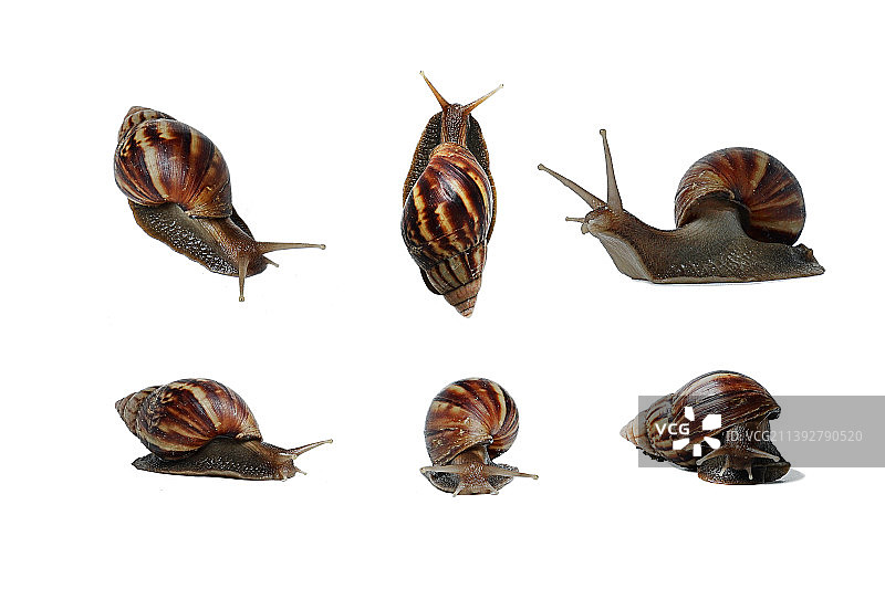 印度尼西亚民丹岛白色背景下的蜗牛特写图片素材