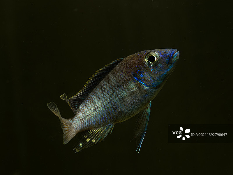 特写：游动在水中的热带淡水慈鲷，巴基斯坦旁遮普省拉合尔图片素材