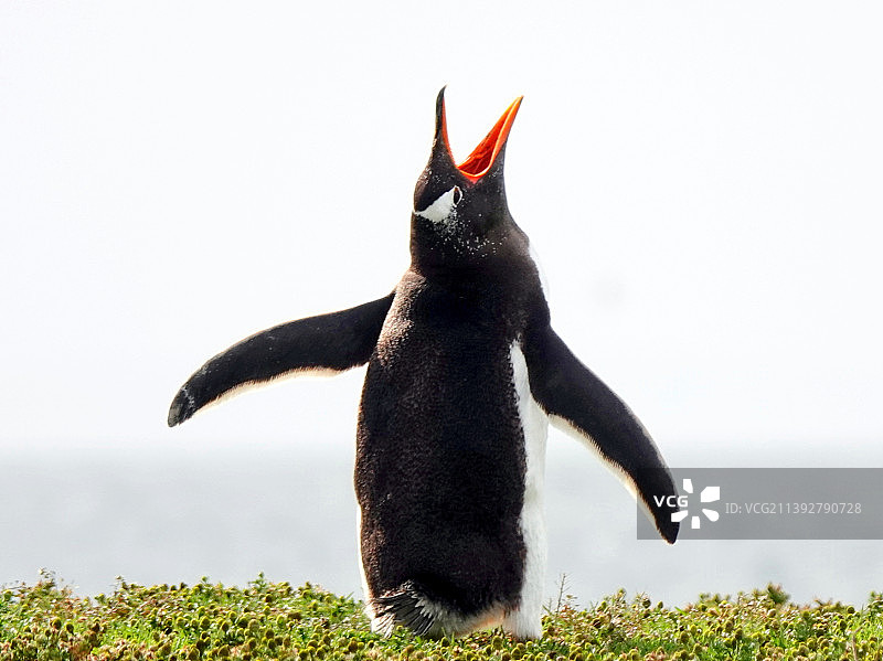 阿德利企鹅和巴布亚企鹅在阿根廷火地岛乌斯怀亚的田野上图片素材