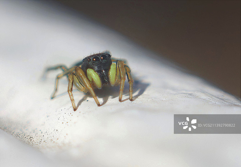蜘蛛特写，佩文西，英国图片素材