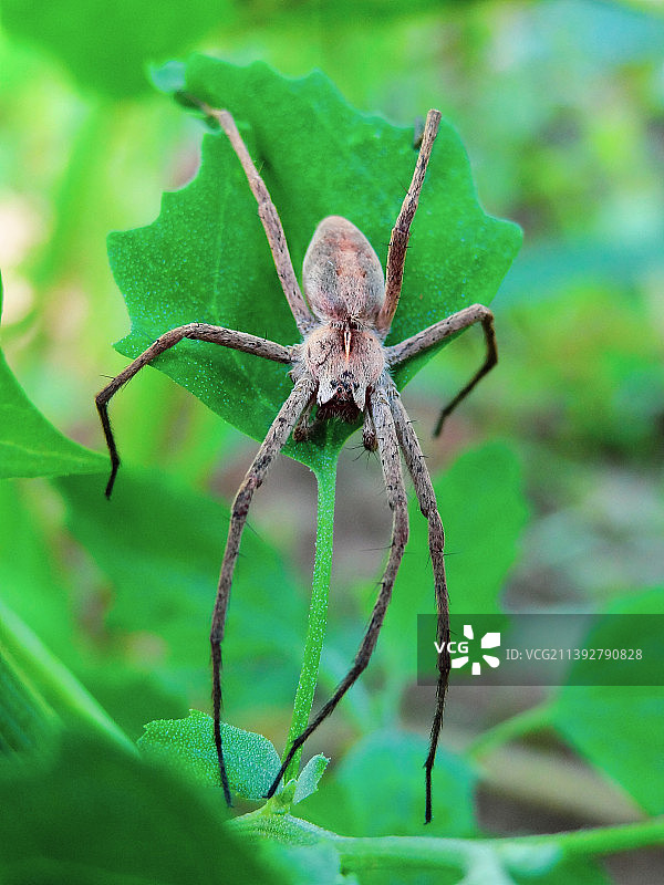 在叶子上休息的蜘蛛图片素材