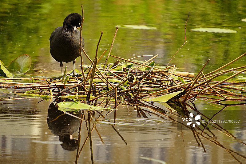 骨顶鸡栖息在树枝上的特写，拉脱维亚里加图片素材