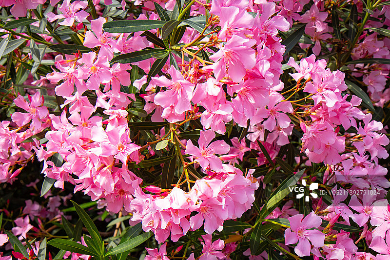 夏季夹竹桃花朵图片素材