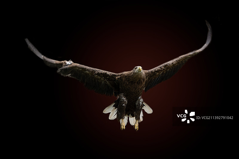低角度拍摄的飞鹰图片素材