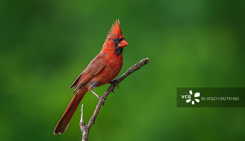 栖息在树枝上的北美红雀特写，美国俄亥俄州马里埃塔图片素材