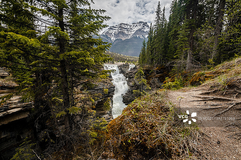 加拿大阿萨巴斯卡瀑布森林风光图片素材