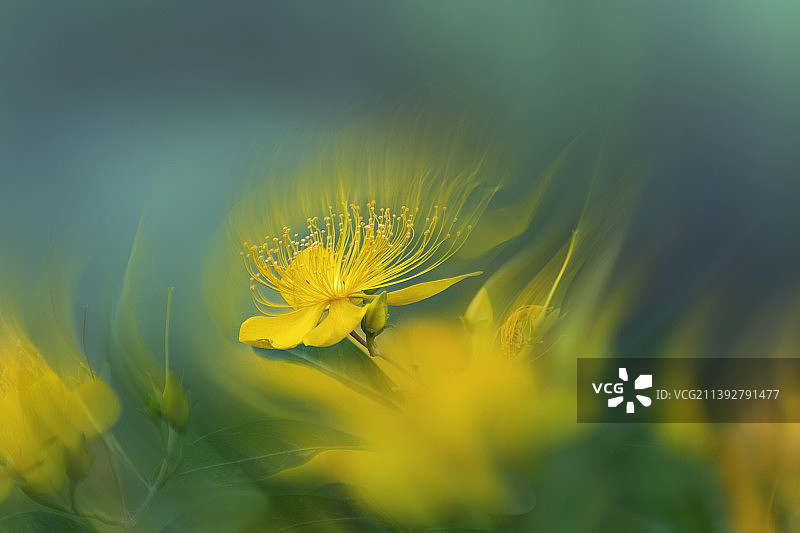 金丝桃图片素材