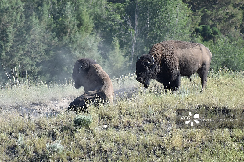 原野上行走的大象侧视图图片素材