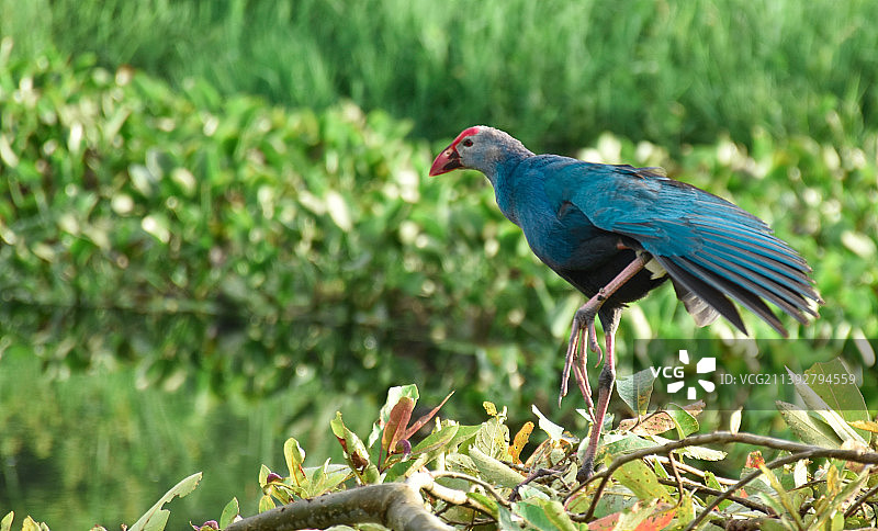 水鸡栖息在田野上的特写图片素材