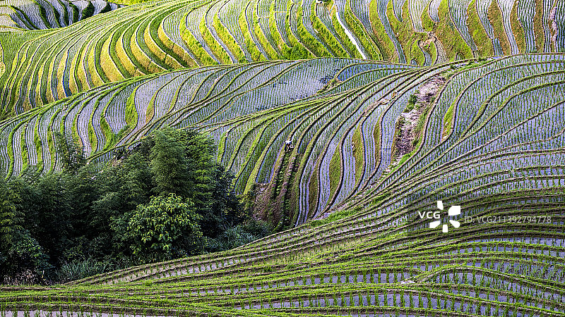 龙脊梯田图片素材