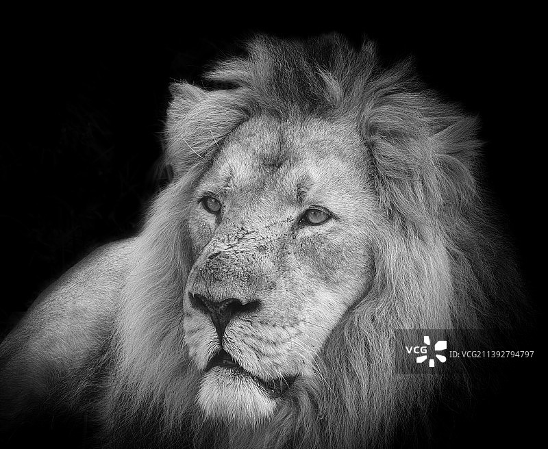 黑色背景下的狮子特写图片素材