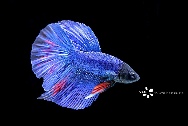 斗鱼暹罗斗鱼肖像图片素材