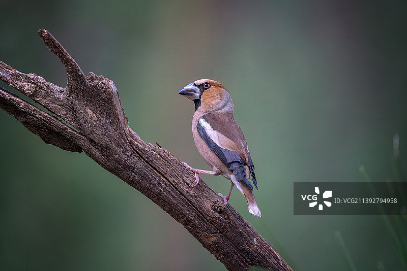 燕雀栖息在树枝上的特写，比利时图片素材