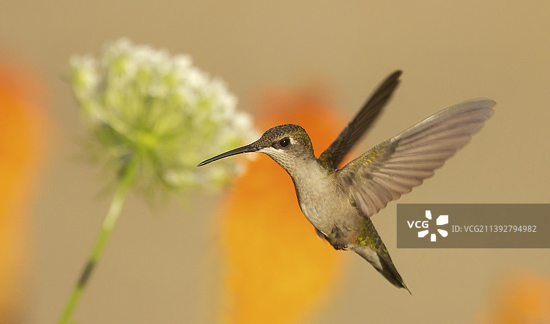 美国宾夕法尼亚州汉诺威镇户外飞行的棕煌蜂鸟特写图片素材
