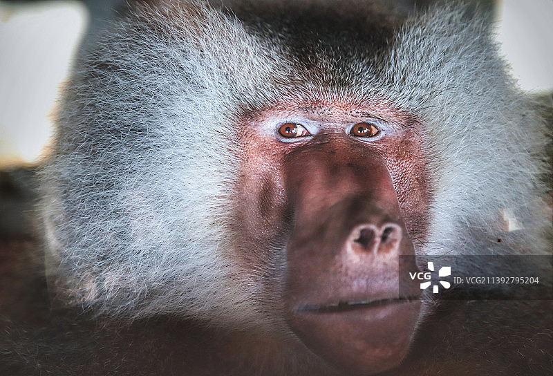 狒狒特写图片素材