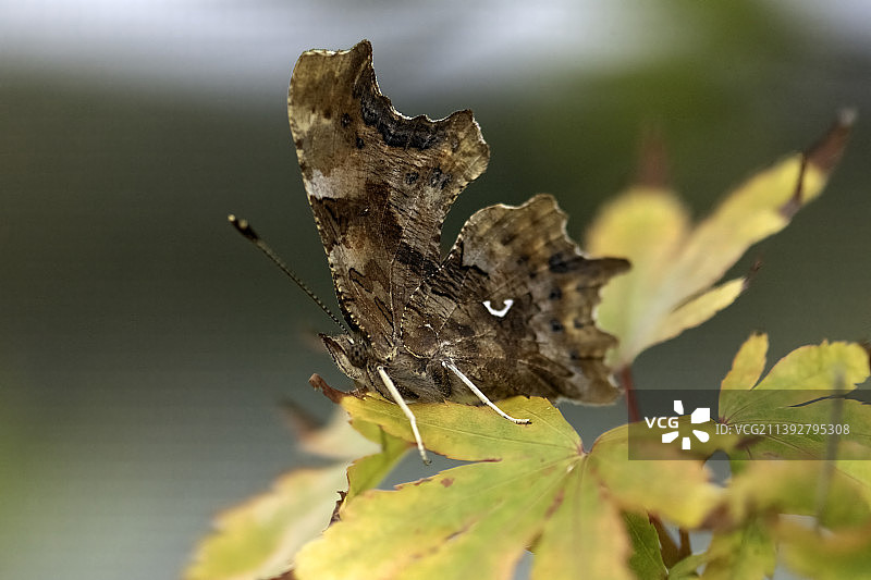 植物上的蝴蝶特写，英国罗切斯特图片素材