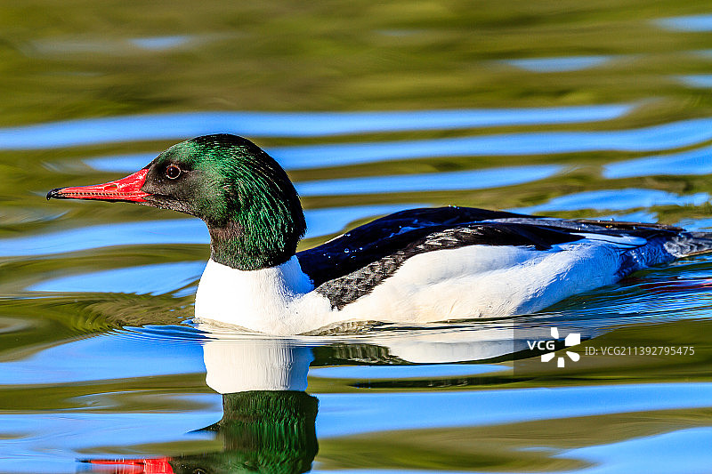 美国霍沃思公园湖中游泳的绿头鸭和琵嘴鸭特写图片素材