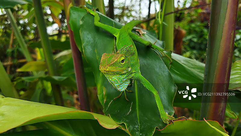 绿叶上的变色树蜥图片素材