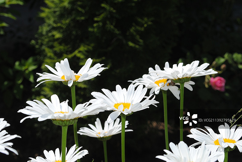 白色雏菊花的特写图片素材