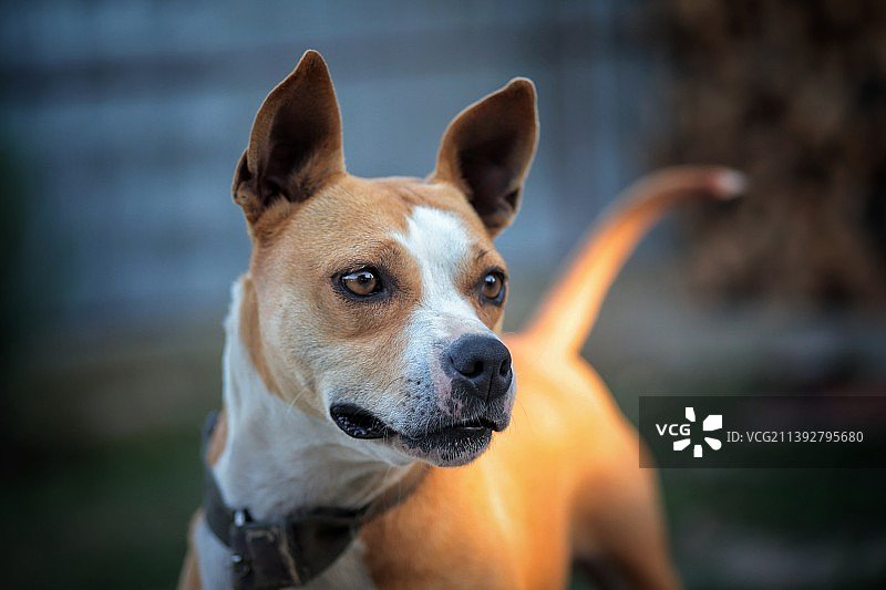 比特斗牛梗犬特写肖像图片素材
