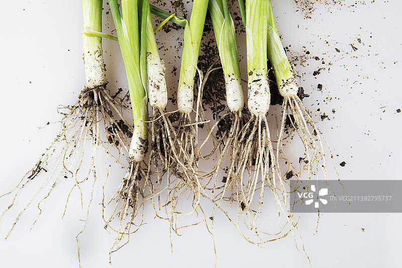 白色背景上的葱高角度景观图片素材
