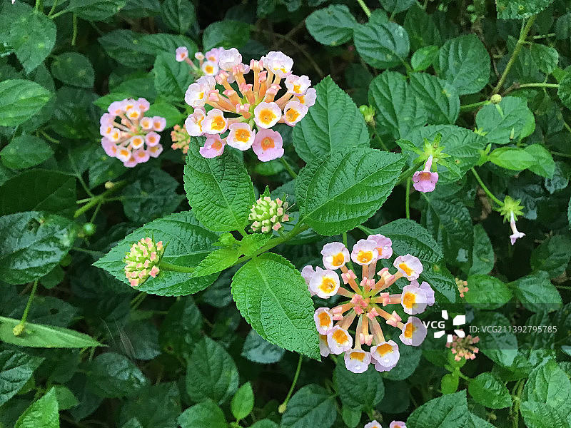 绿叶中的美丽花朵图片素材