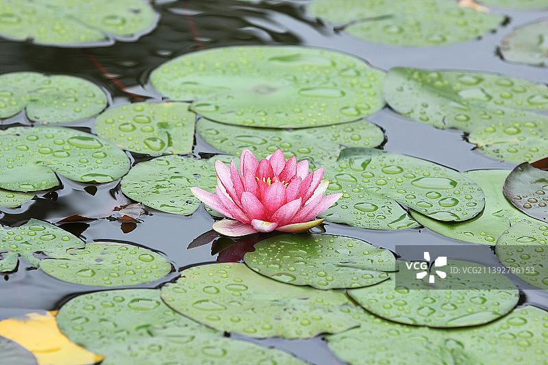雨后的睡莲花和叶片上的水滴图片素材