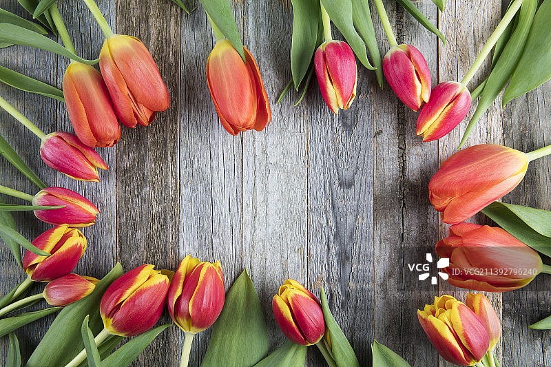 桌子上郁金香的特写图片素材