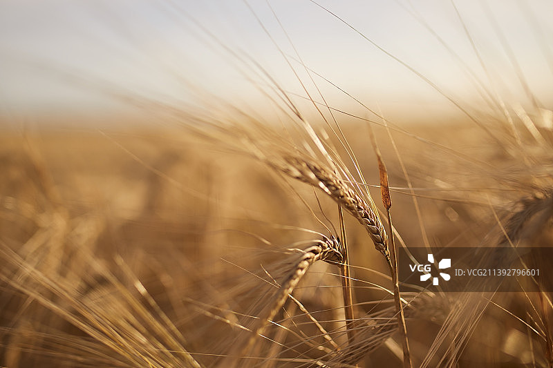 麦田里小麦生长的特写图片素材
