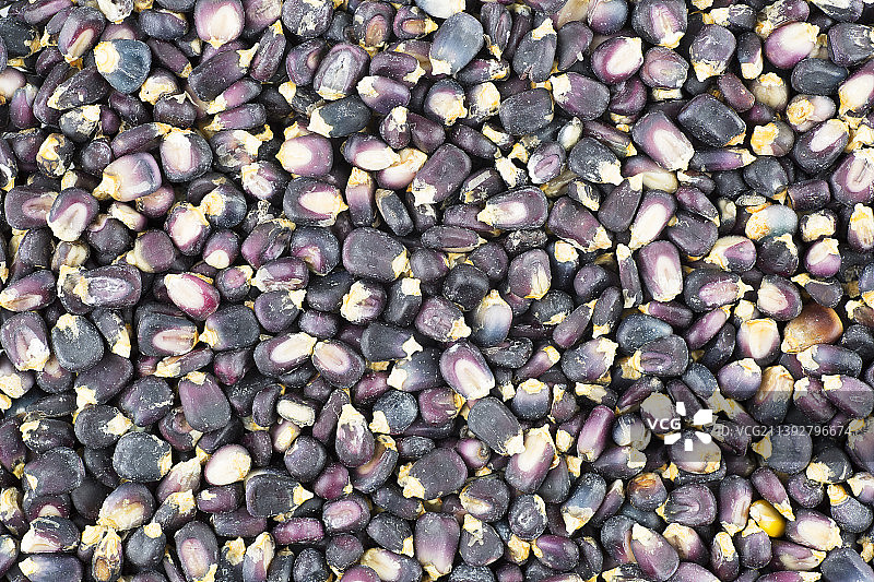 种子的完整画面图片素材