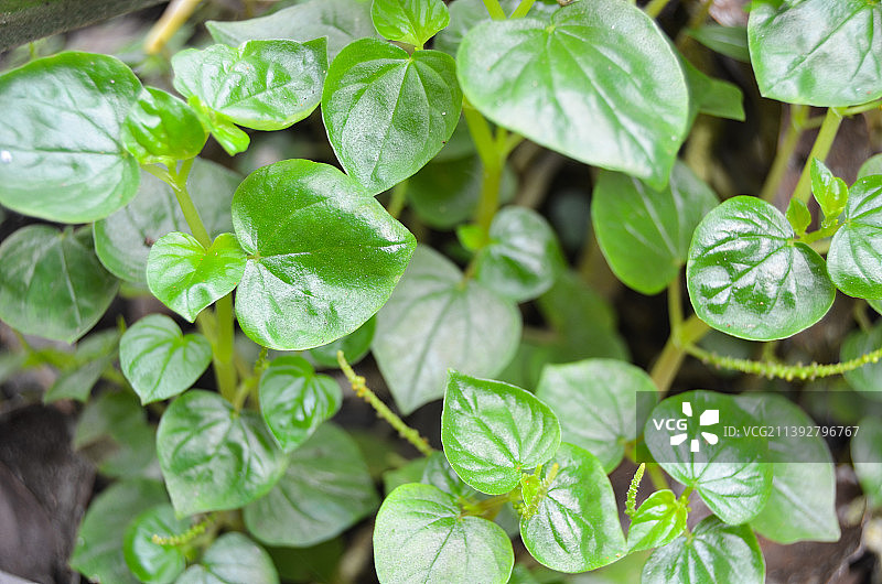 草胡椒图片素材