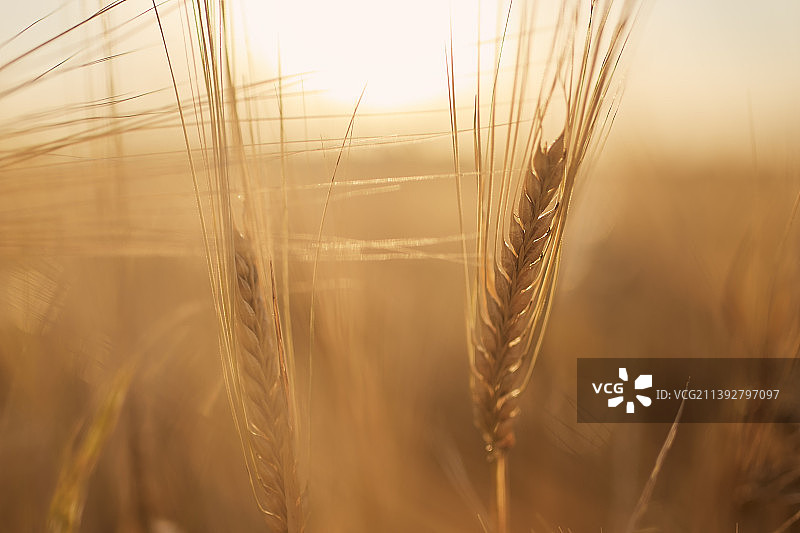 小麦在天空下生长的特写图片素材