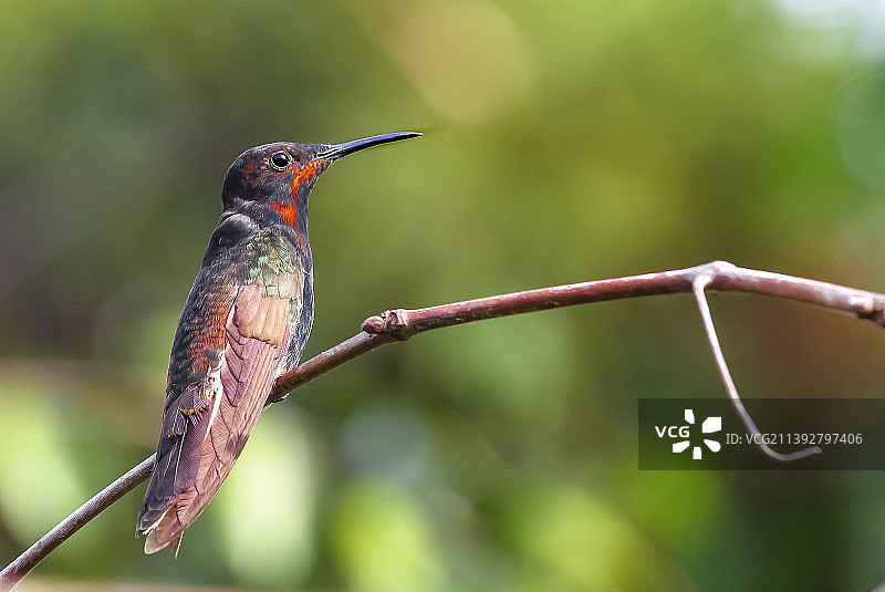 巴西蜂鸟栖息树枝特写图片素材