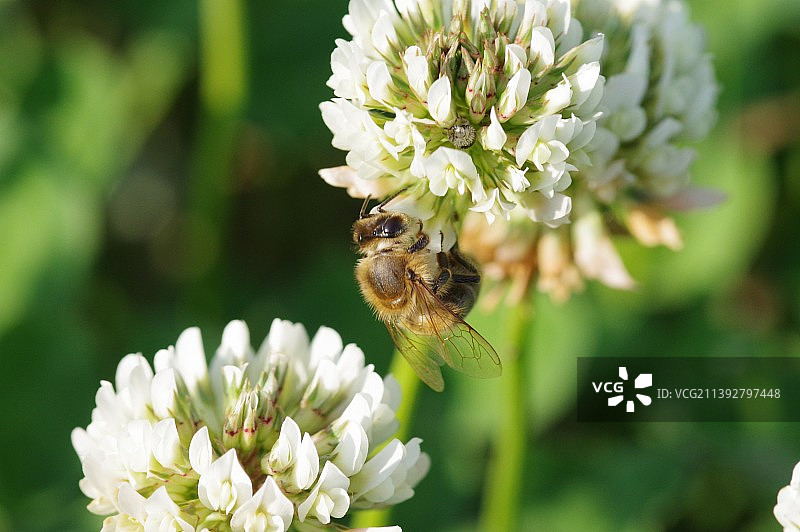 蜜蜂在花上授粉的特写图片素材