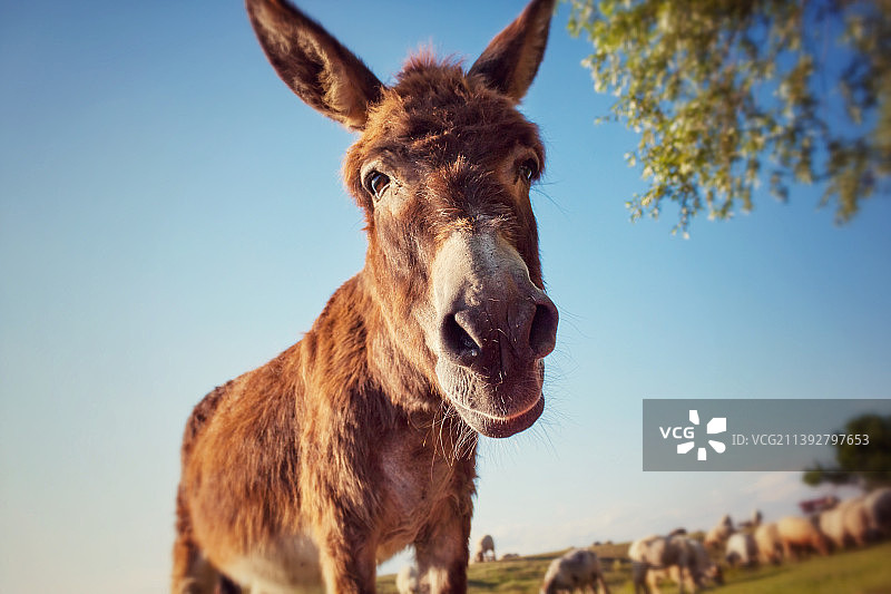 驴的特写肖像图片素材