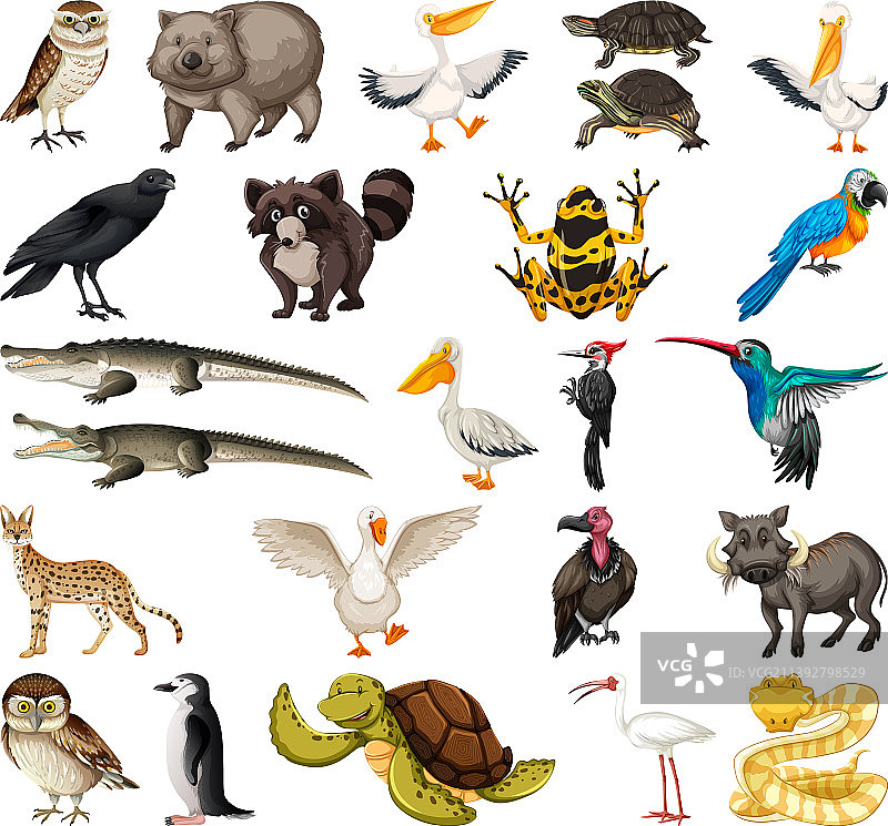 不同种类的动物合集图片素材
