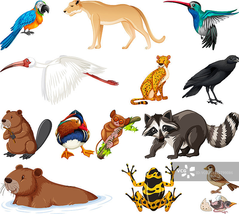 不同种类的动物合集图片素材