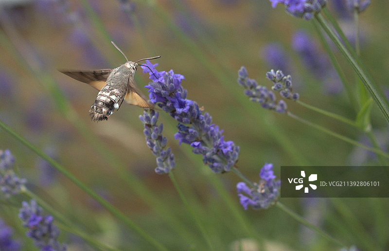蝴蝶在紫色鲜花上采蜜特写，英国橄榄球图片素材