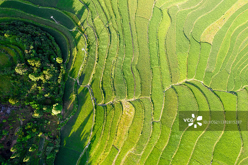 绿意盎然的梯田日出航拍图片素材